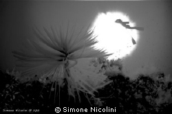 strange by Simone Nicolini 